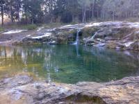 8 - foresta