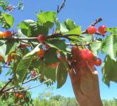 masseria_frutteto