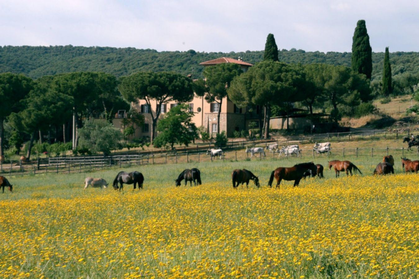 fattoria-grosseto