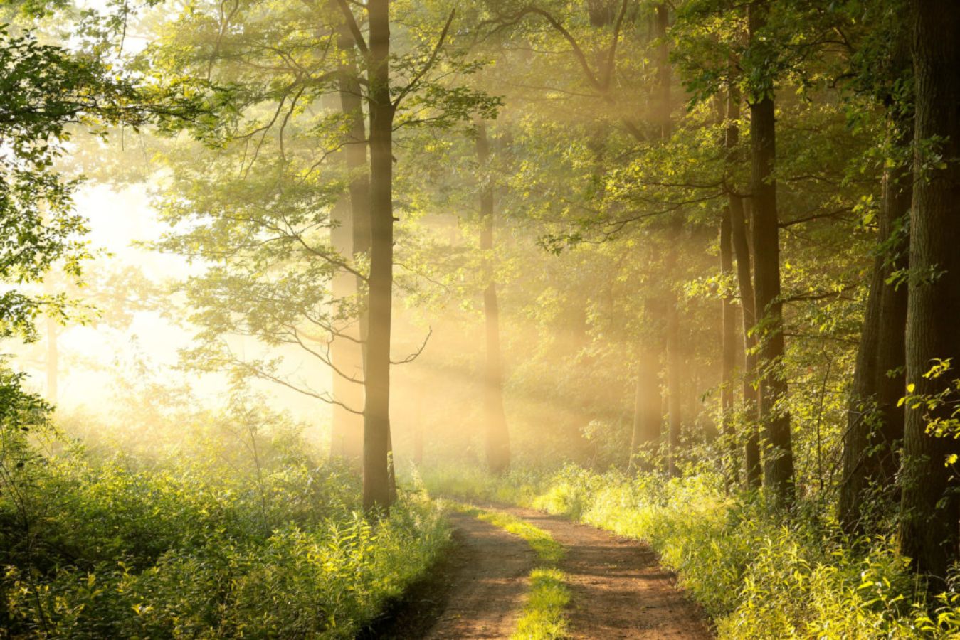il parco forestale del roero
