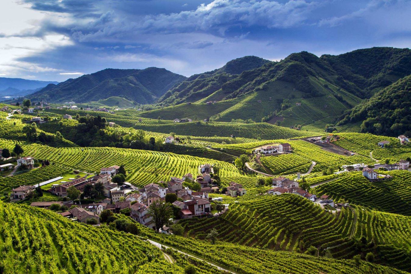 colline_prosecco 1
