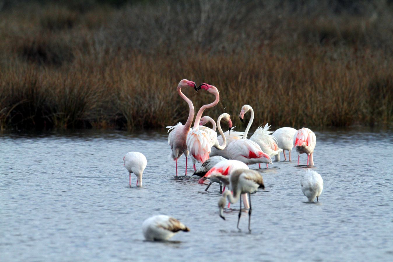 01 fenicotteri rosa laguna di orbetello, parco della maremma