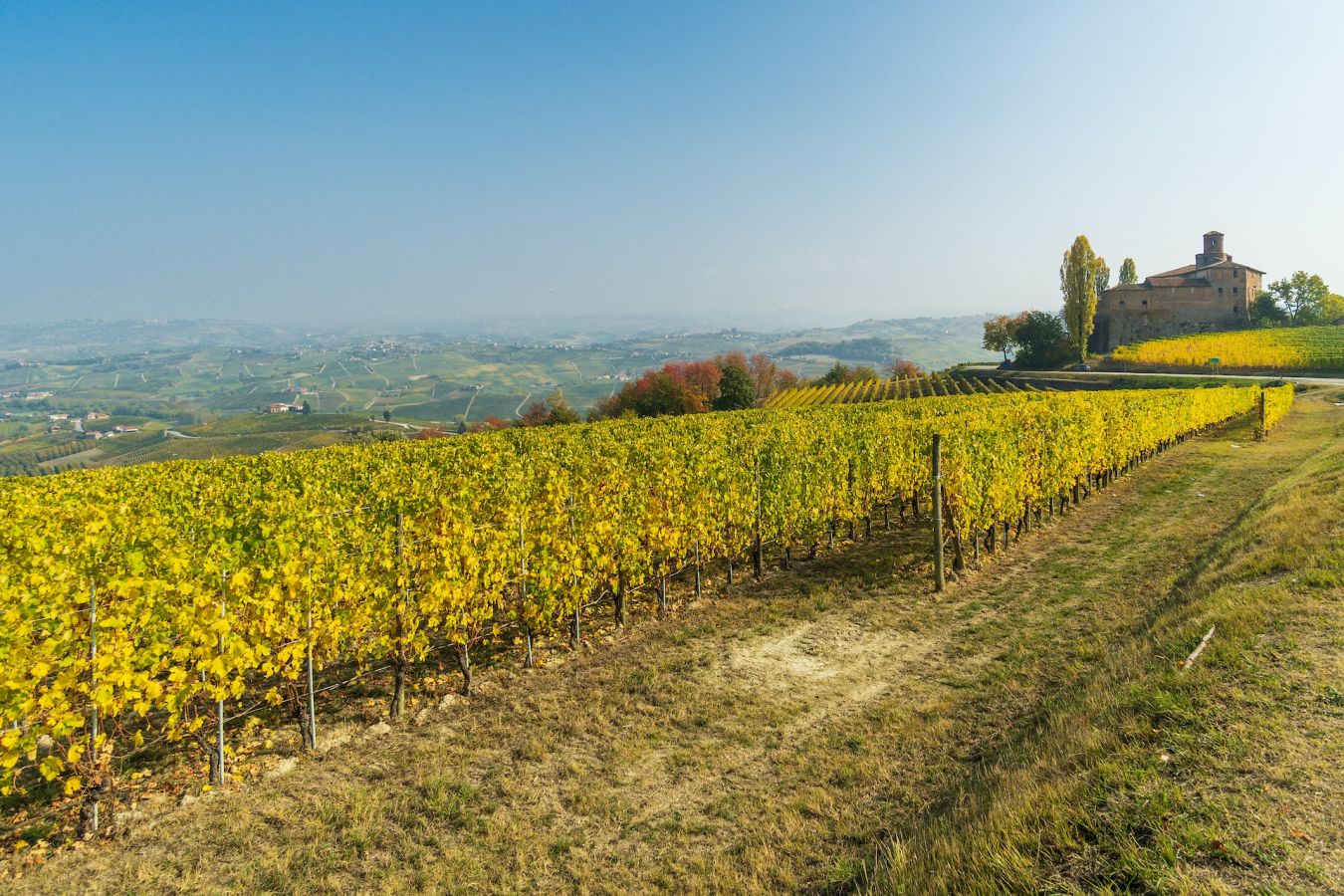 barolo vigneti