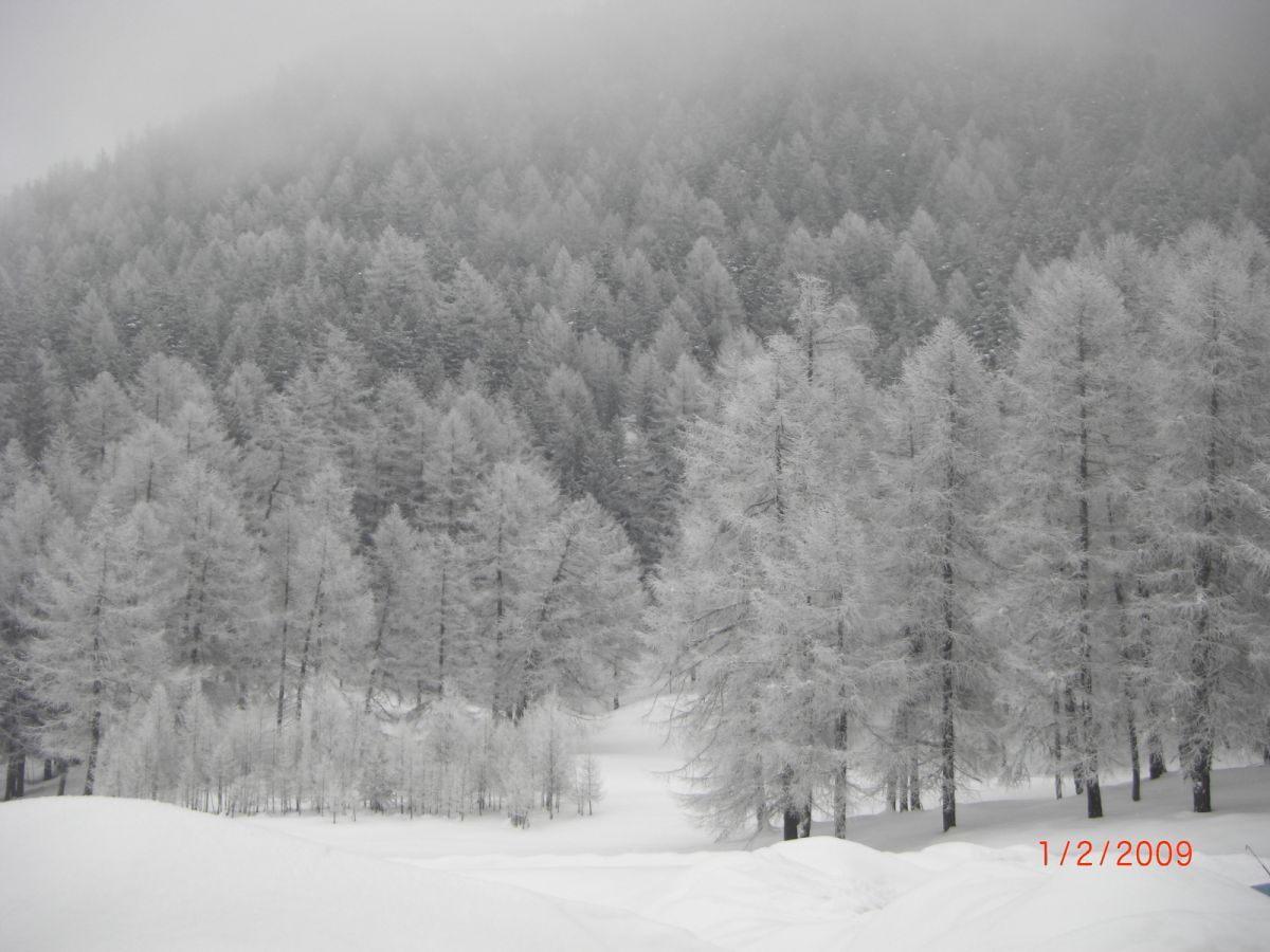 alberi innevati val d'aosta