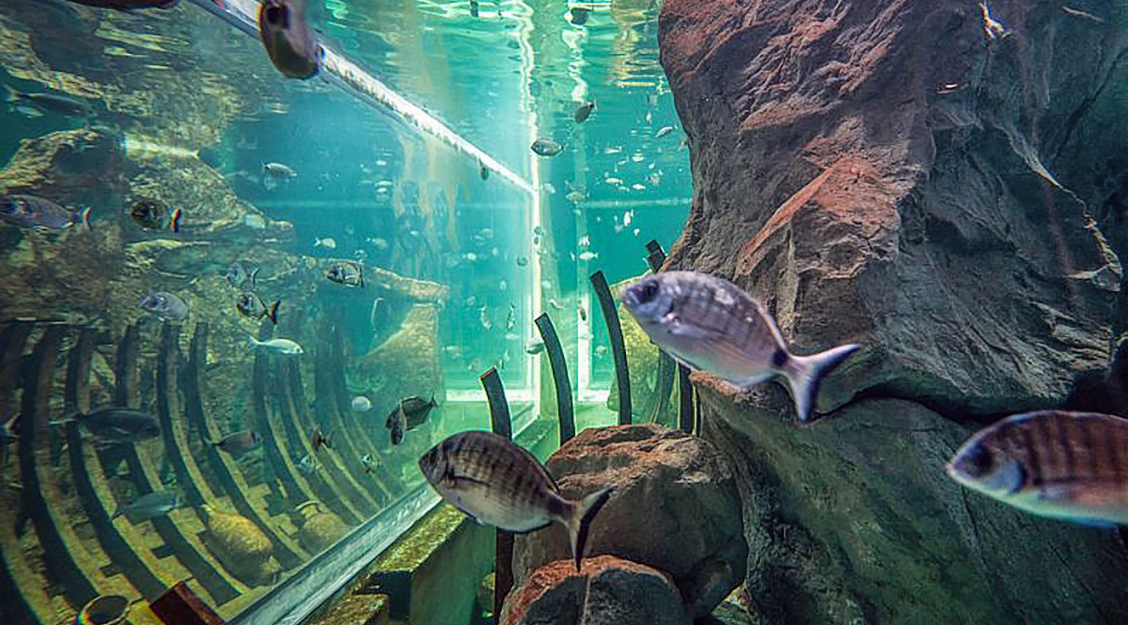 acquariolivorno