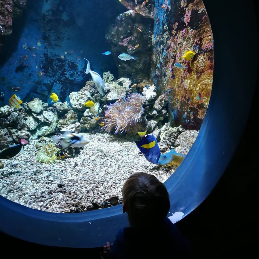 acquario-livorno-17