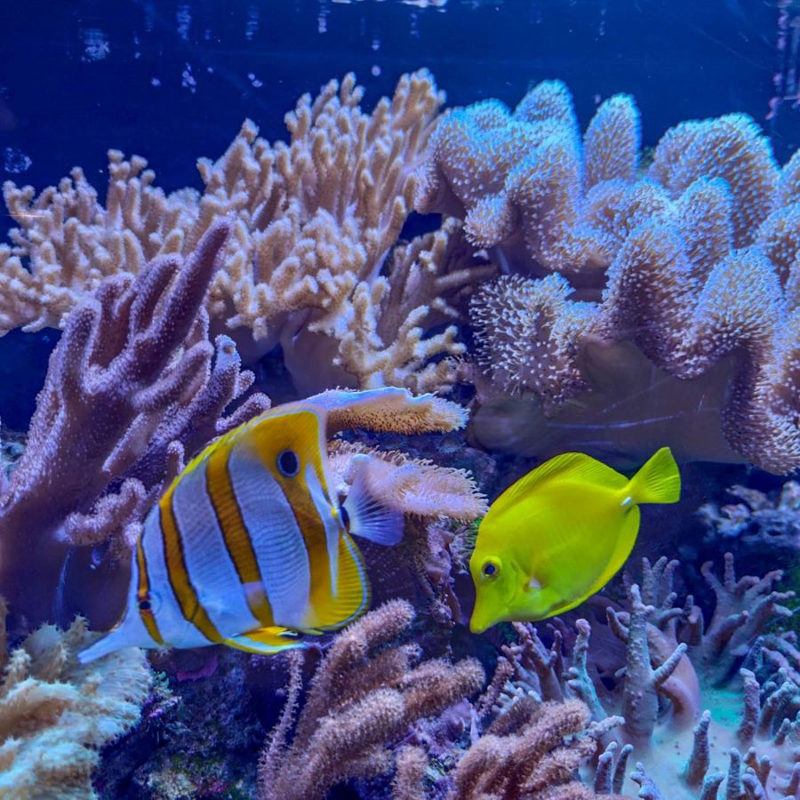 acquario di cattolica2