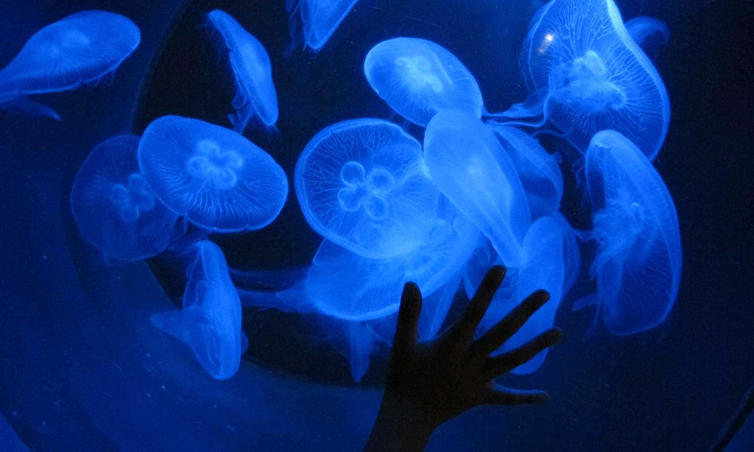 acquario di cattolica3