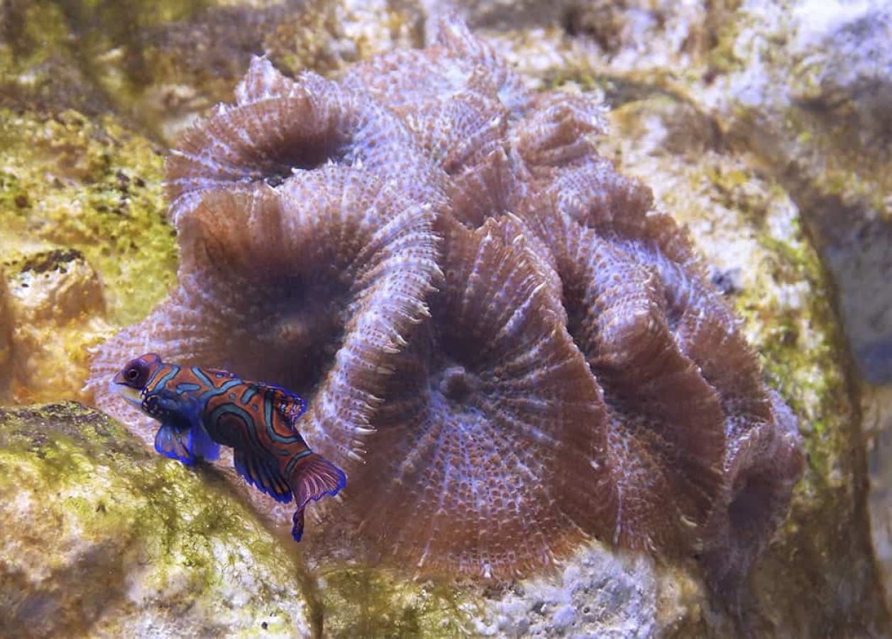 acquario napoli