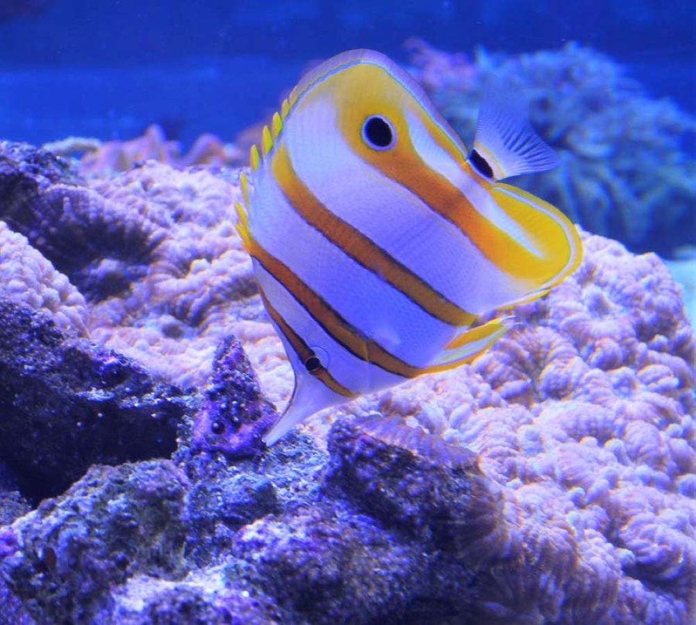 acquario napoli2