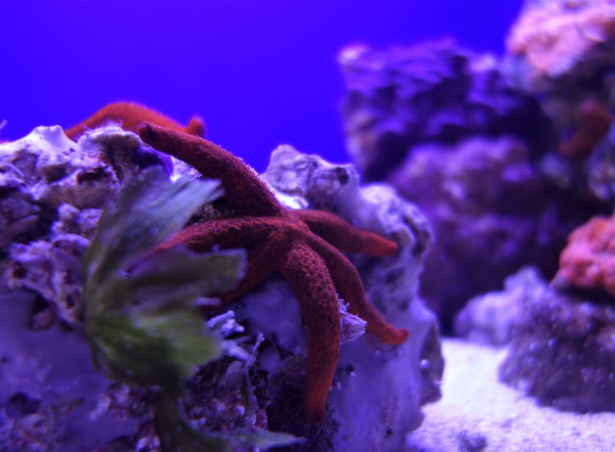 acquario napoli3