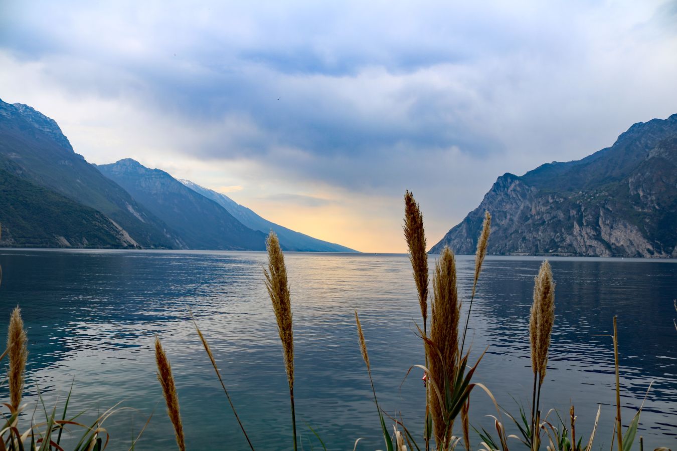 garda-2472822 lago di garda, in primo piano pennacchi di canne, trentino-lombard