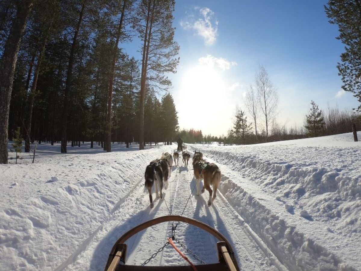 sleddog