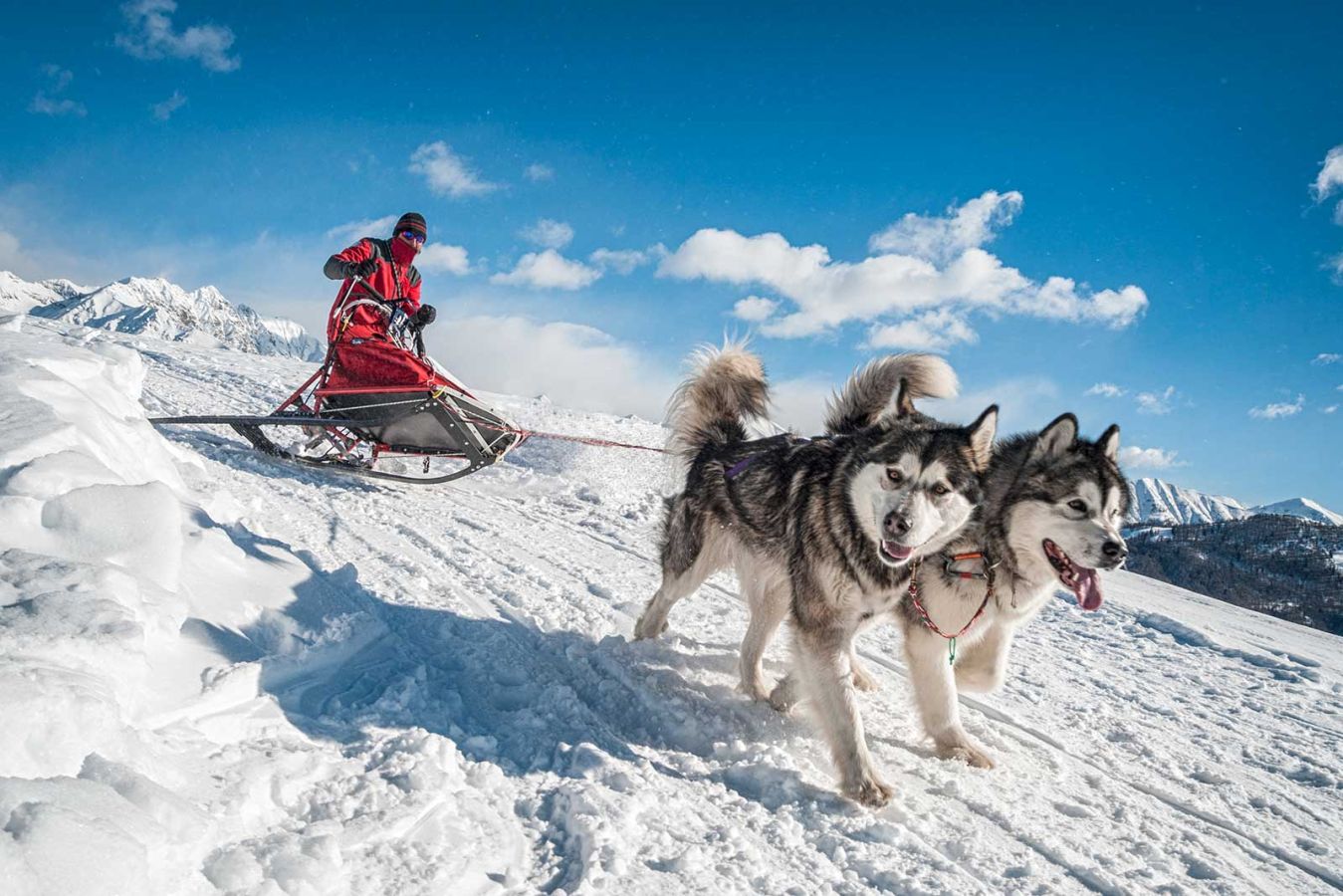 sleddog3