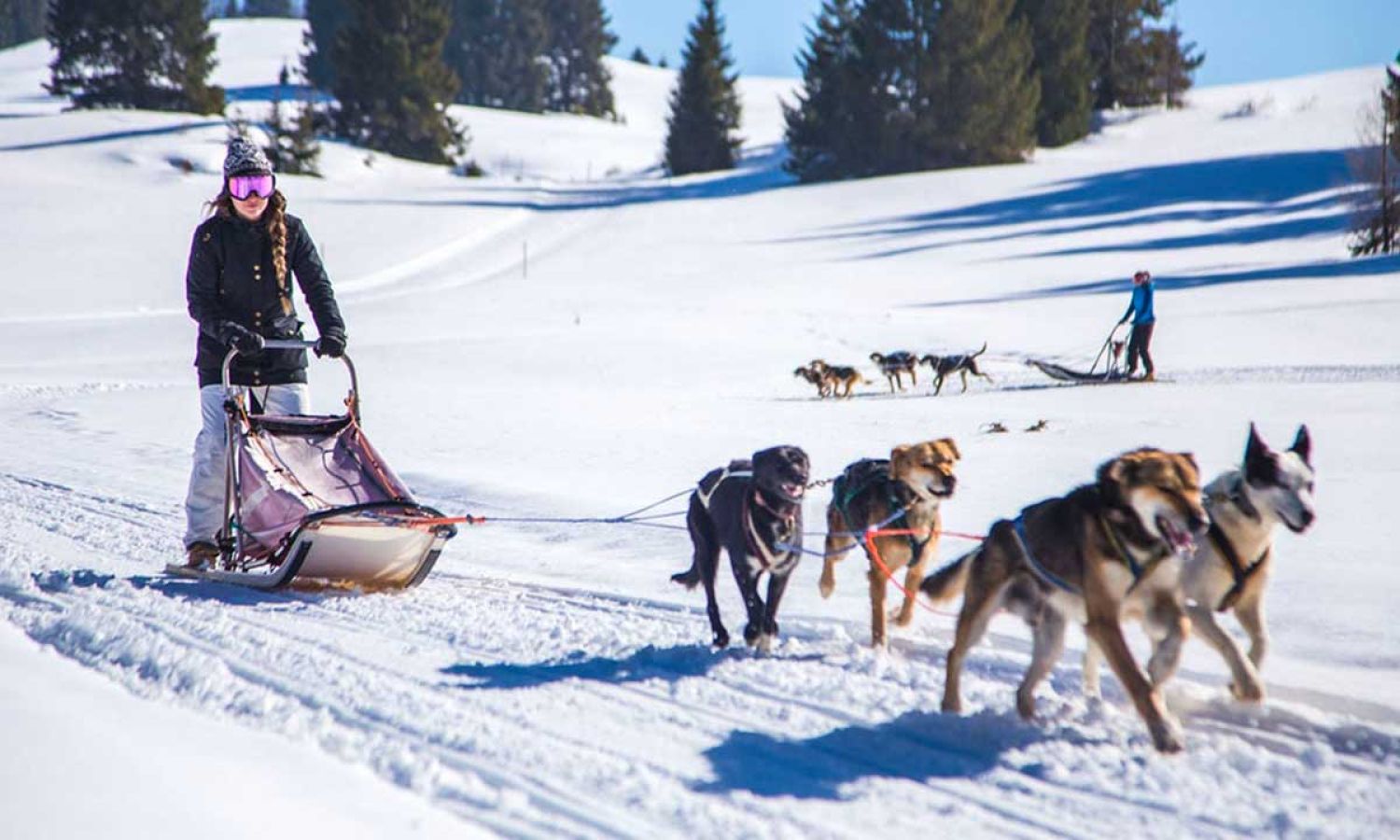 sleddog-copertina-1