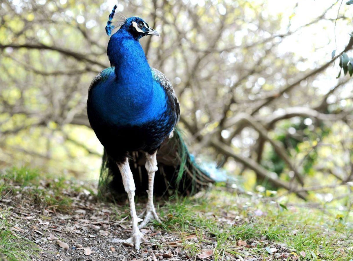 bioparco_in_rome