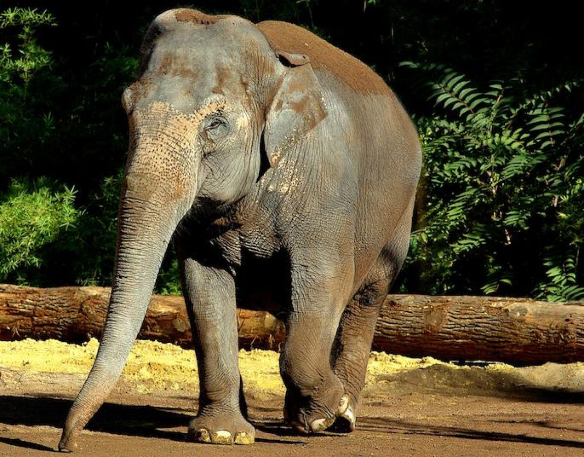bioparco-1bis