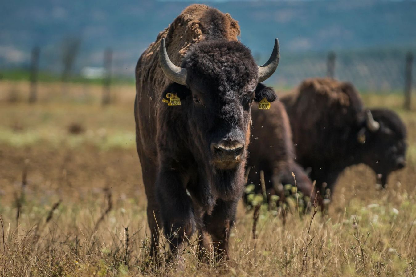 bisonti
