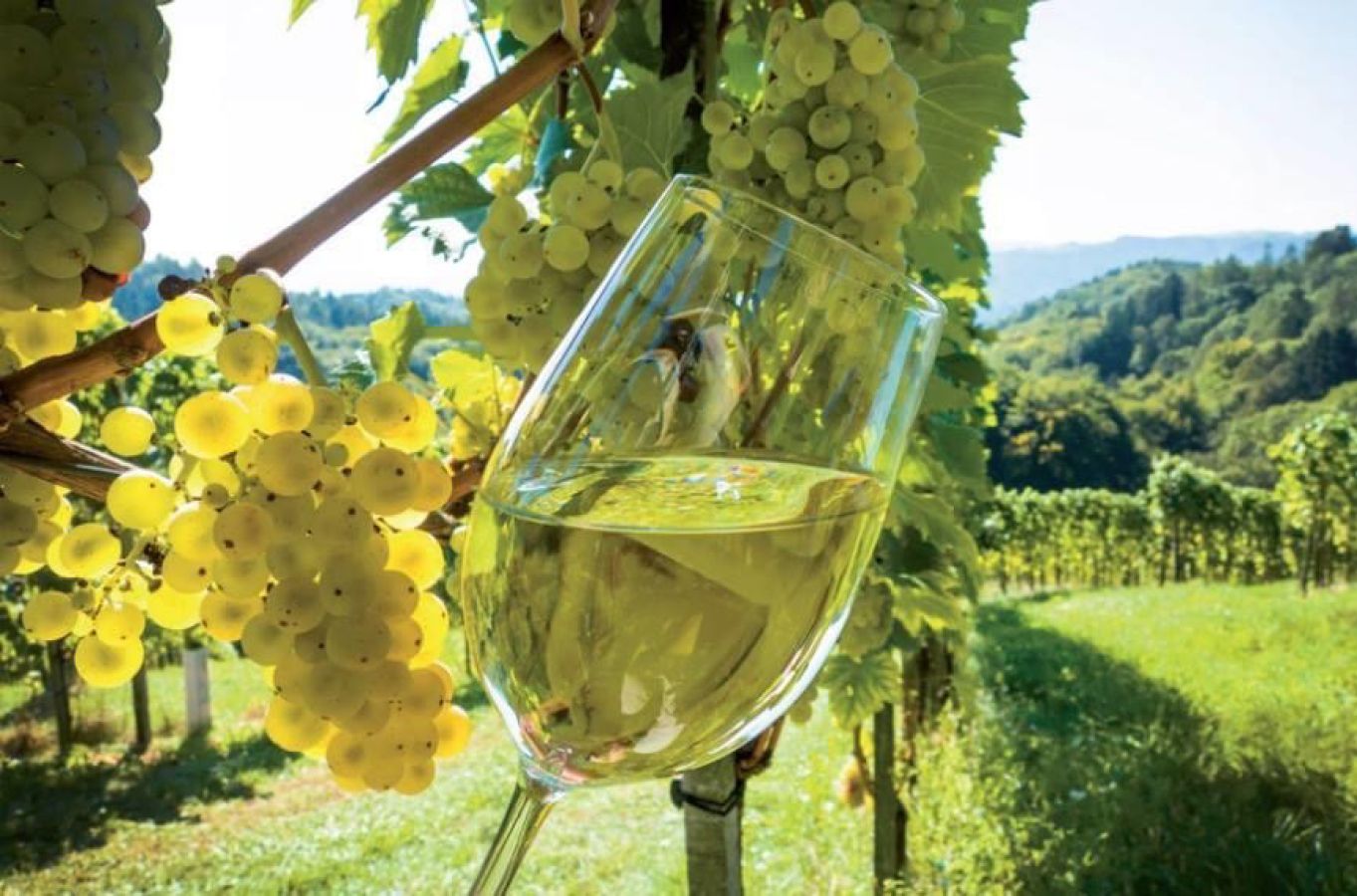 prosecco