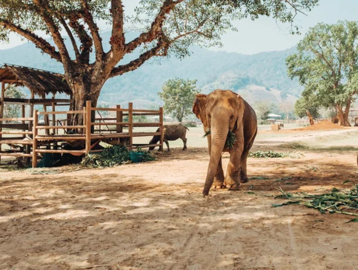 7da_ss-thailandia_chiang_mai_elefanti_centro_di_recupero-1579397092_ii4rgd