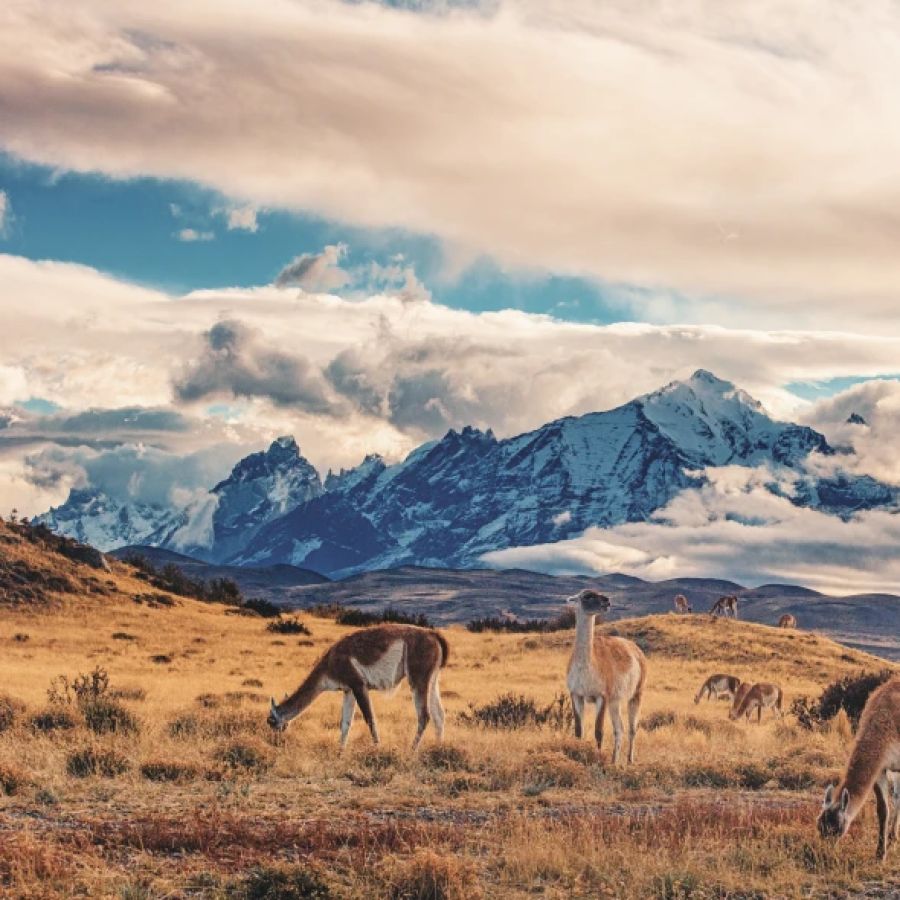 gy_torres_del_paine_1452809716_rw7lht