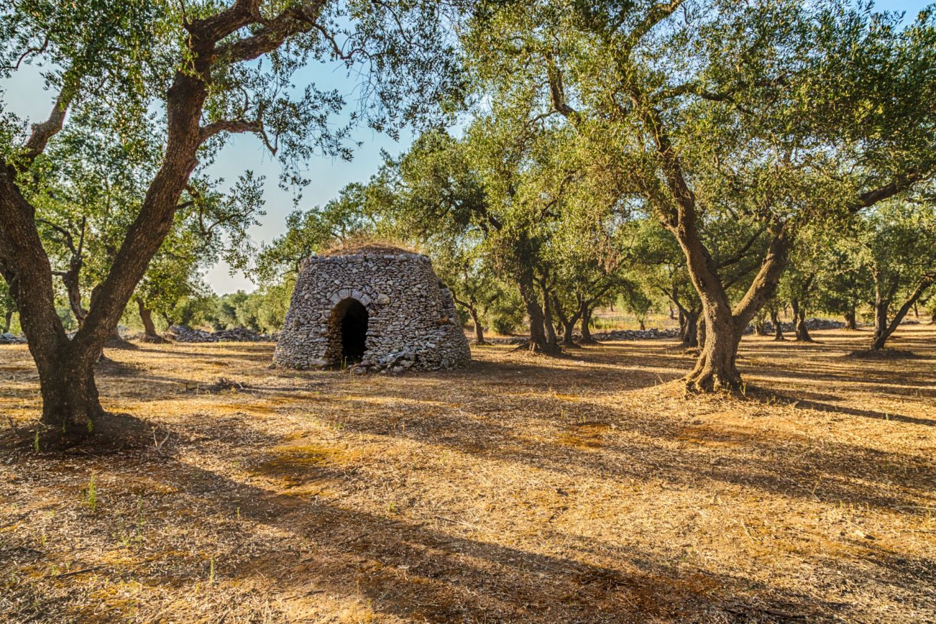 capanna di pietra a secco con cupola in boschetto di ulivi nel salento in puglia
