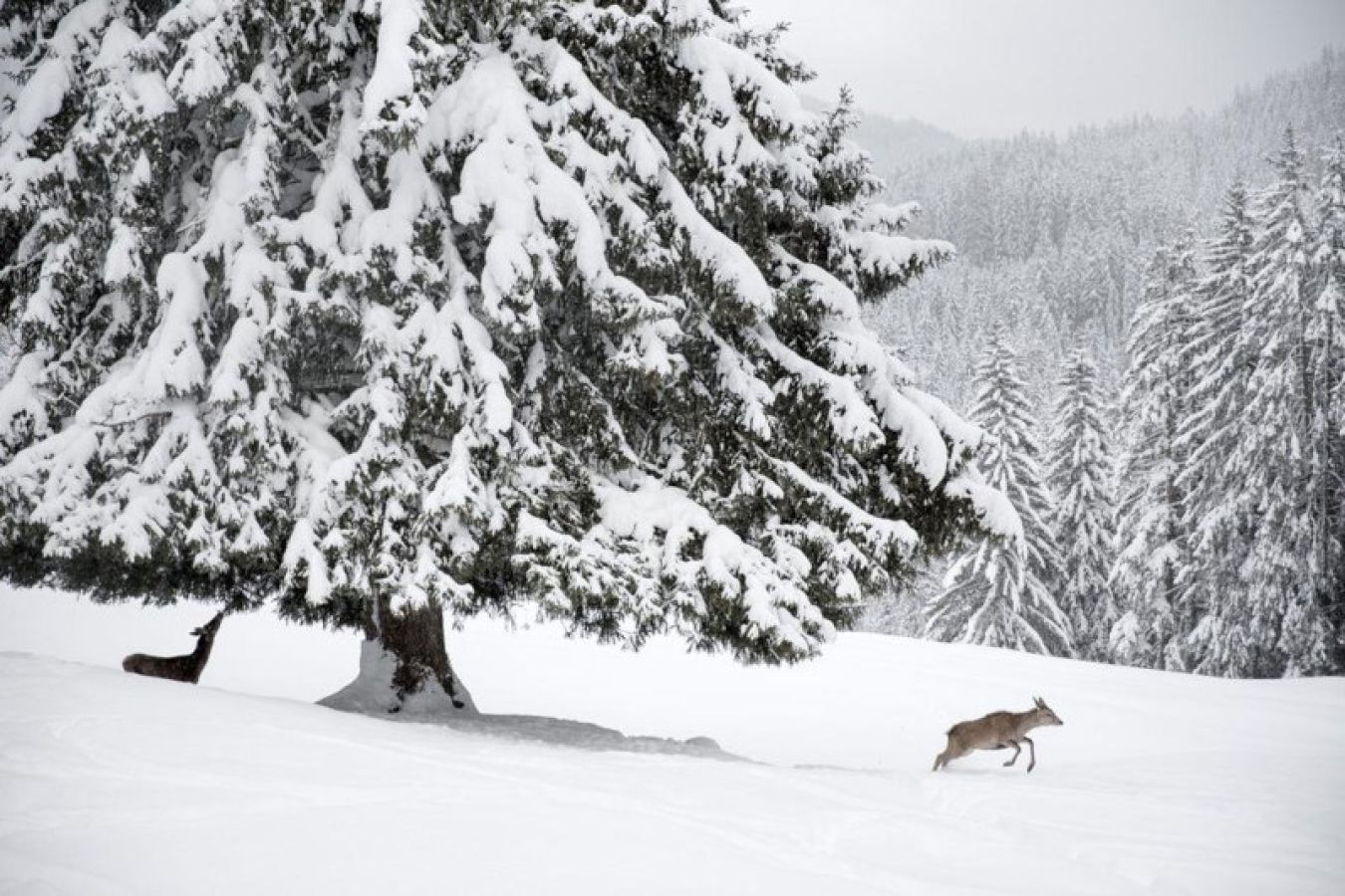 Boschi nei dintorni di Panchià in Val di Fiemme