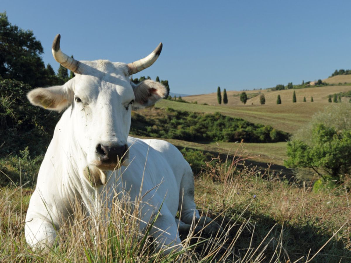 Una mucca di razza Chianina nella campagna toscana