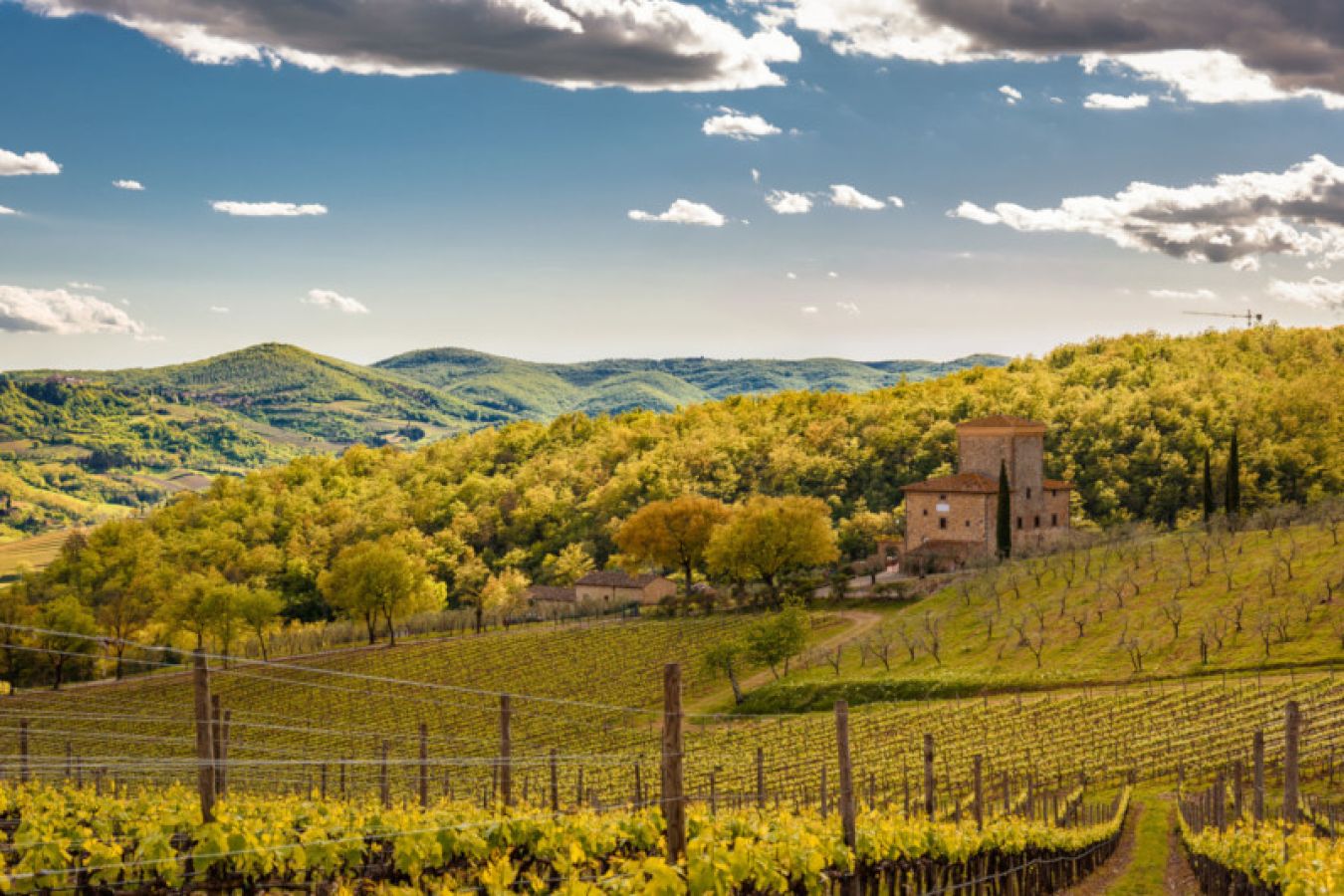 Vigneto nelle campagne del Chianti